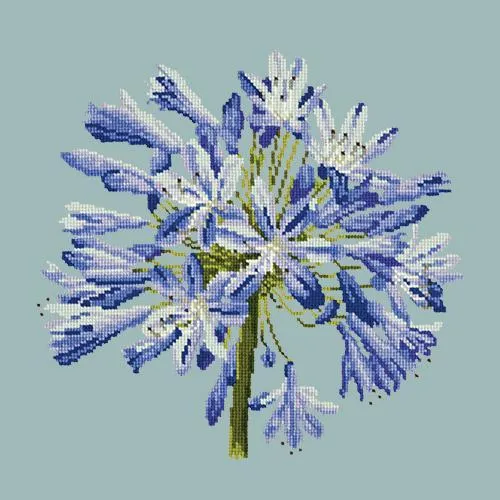 Agapanthus