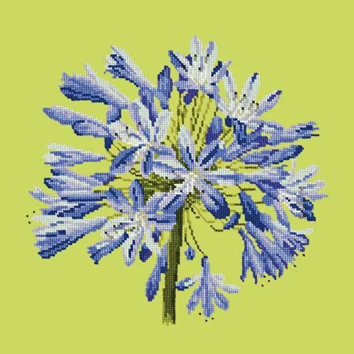 Agapanthus