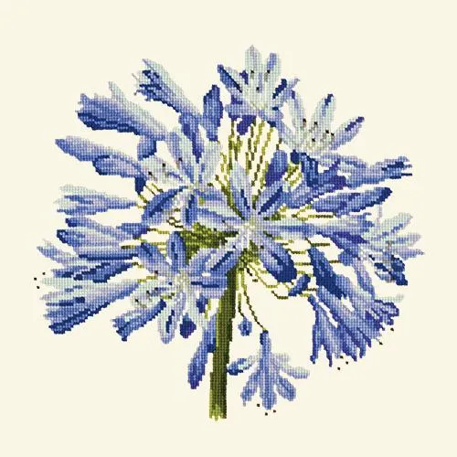 Agapanthus