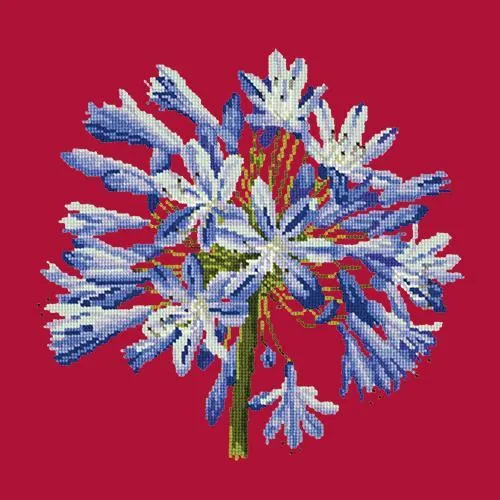 Agapanthus