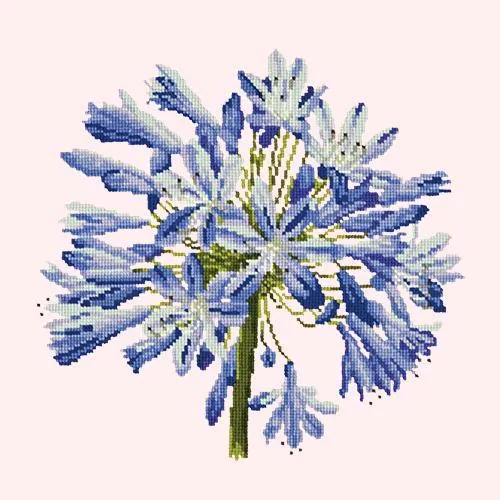 Agapanthus