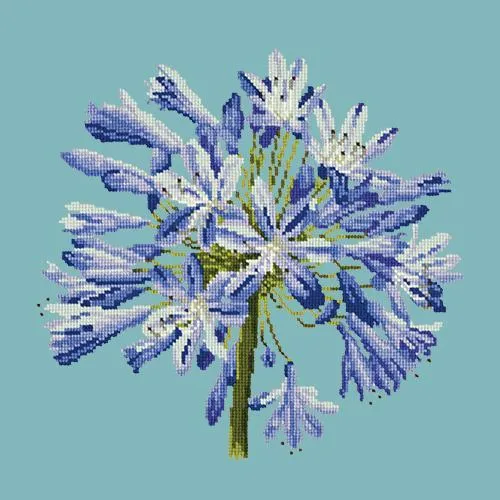 Agapanthus