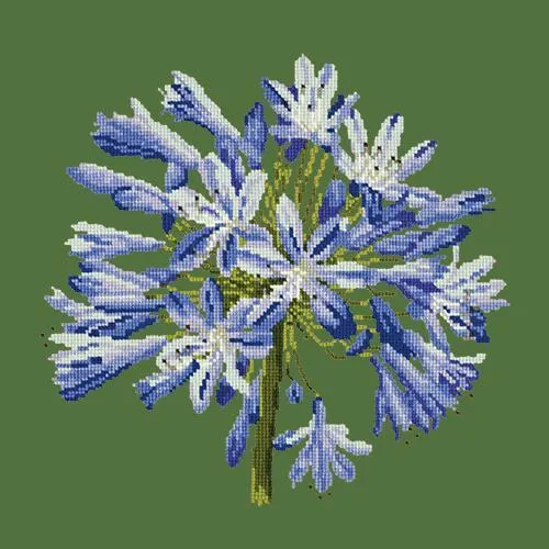 Agapanthus