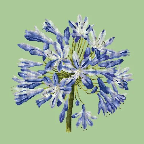 Agapanthus