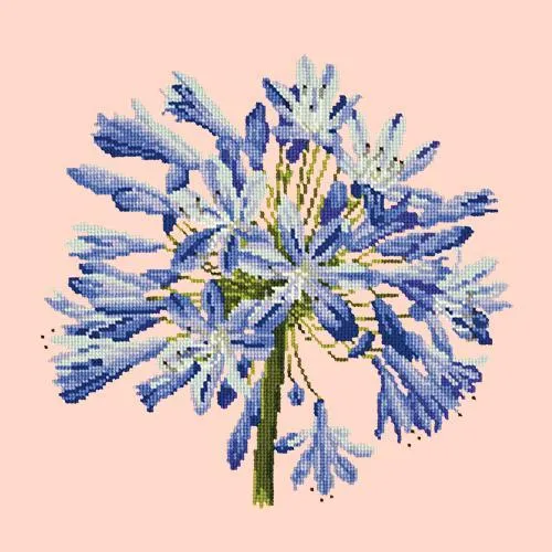 Agapanthus