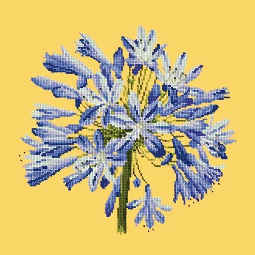 Agapanthus