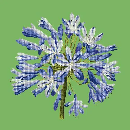 Agapanthus