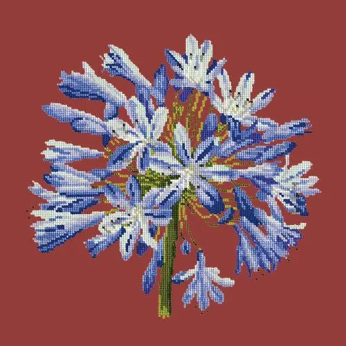 Agapanthus