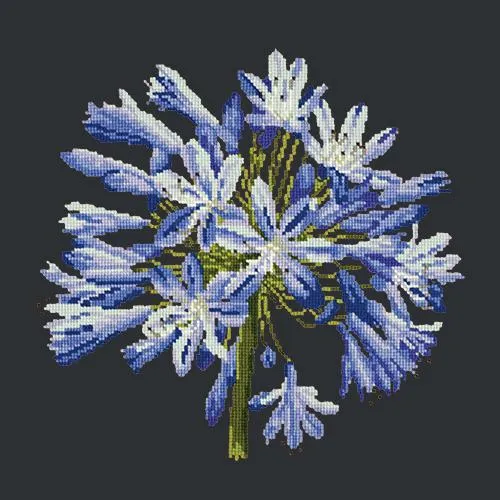 Agapanthus