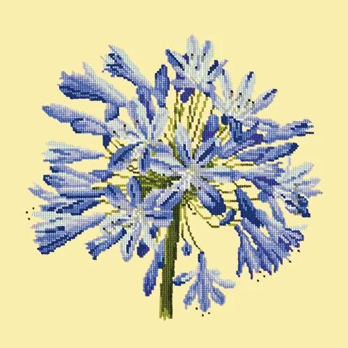Agapanthus