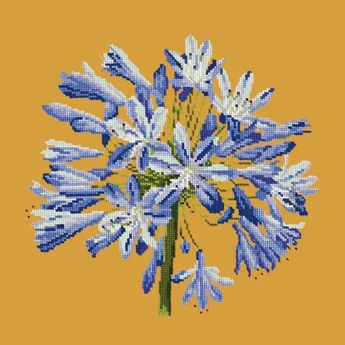 Agapanthus