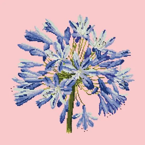 Agapanthus
