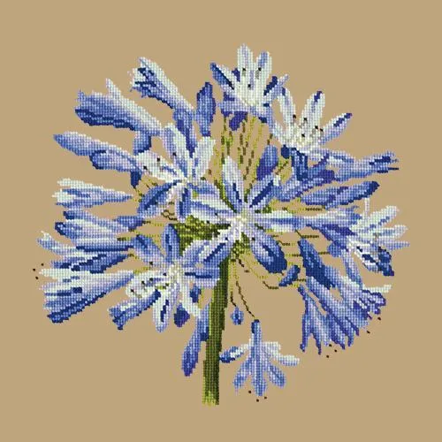 Agapanthus