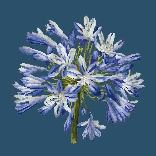 Agapanthus