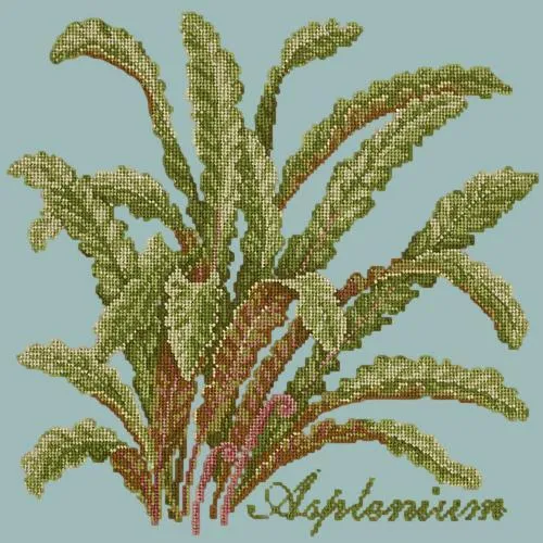 Asplenium