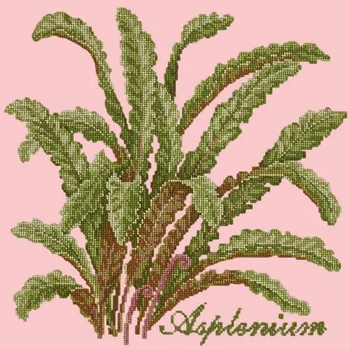 Asplenium