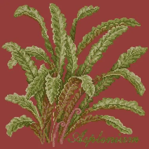 Asplenium