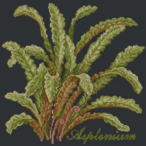 Asplenium