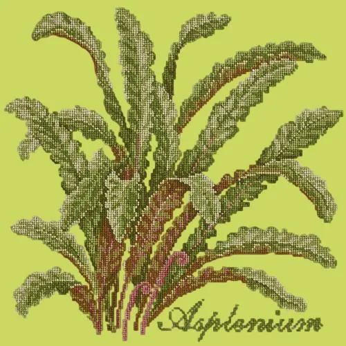 Asplenium