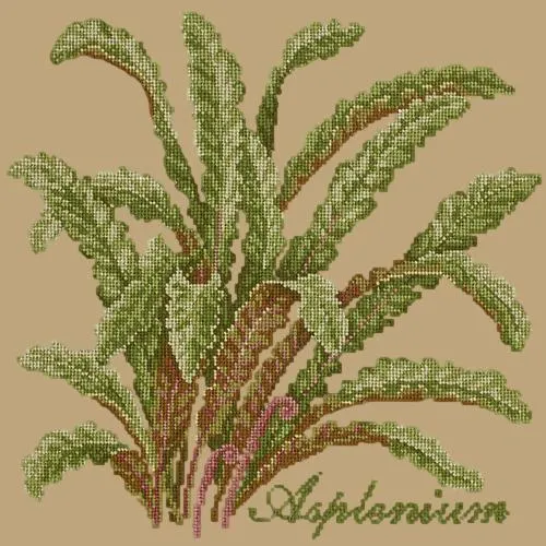 Asplenium