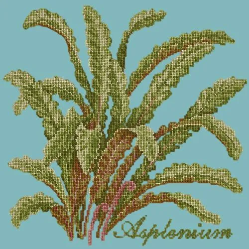 Asplenium