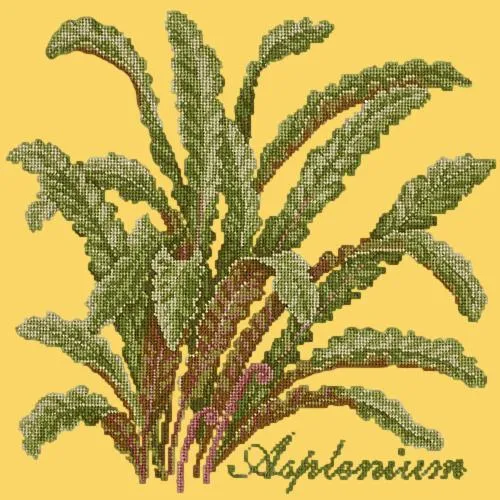 Asplenium