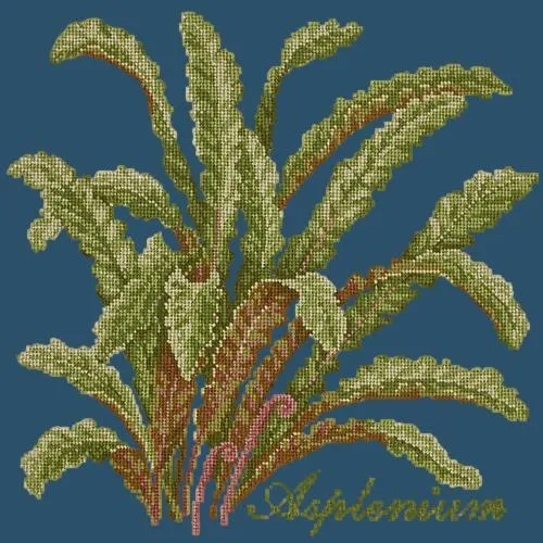 Asplenium