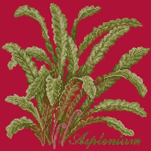 Asplenium