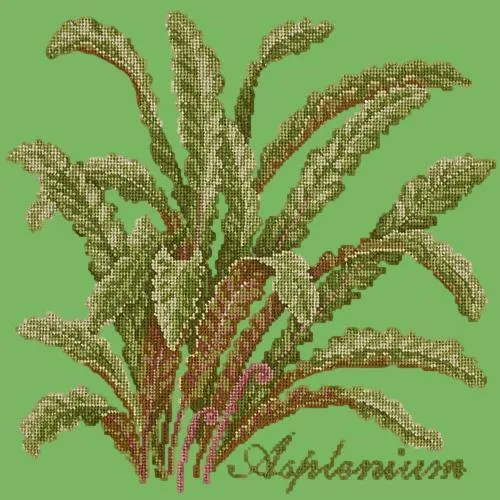 Asplenium
