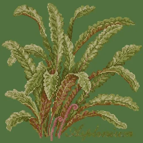Asplenium