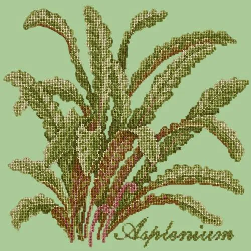 Asplenium