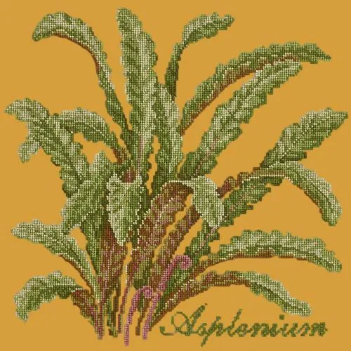 Asplenium