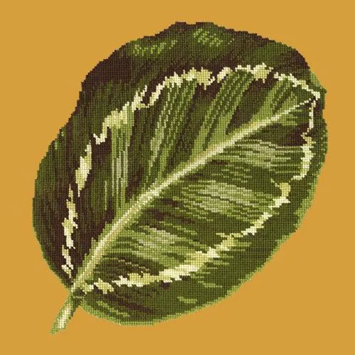 Calathea Leaf