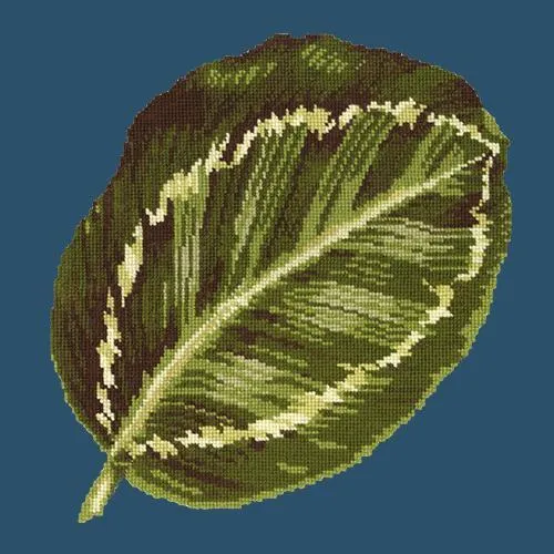Calathea Leaf