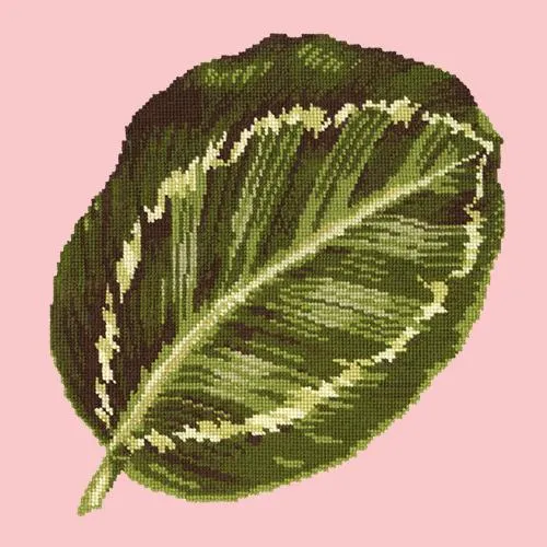 Calathea Leaf