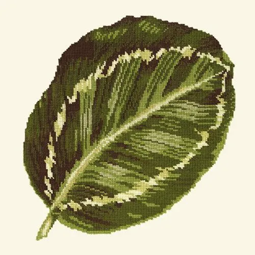 Calathea Leaf