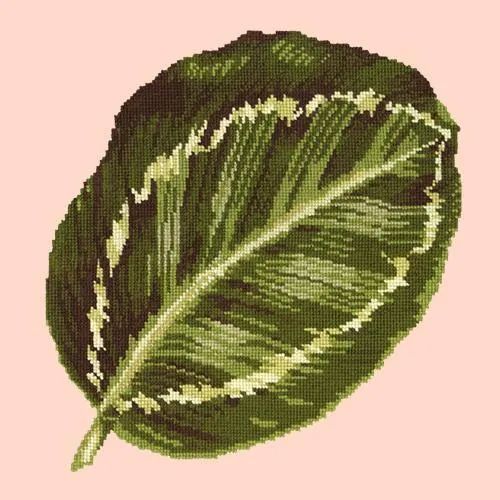 Calathea Leaf