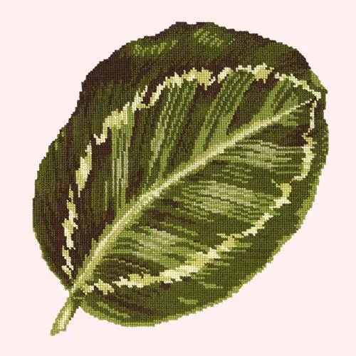 Calathea Leaf