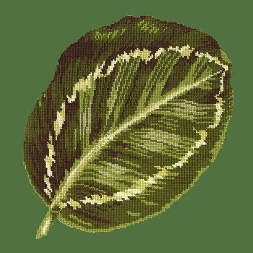 Calathea Leaf