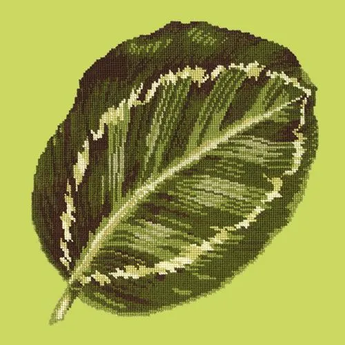 Calathea Leaf