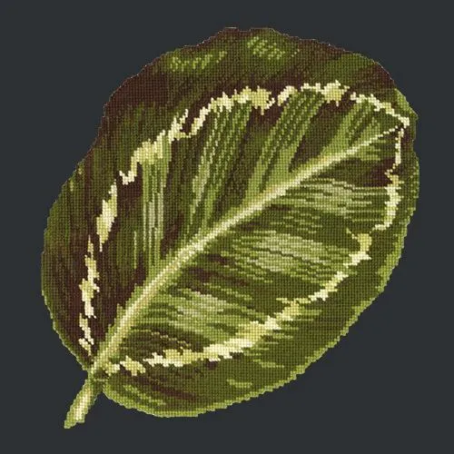 Calathea Leaf