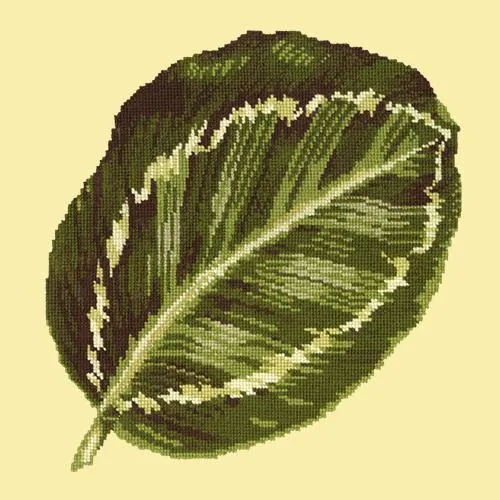 Calathea Leaf