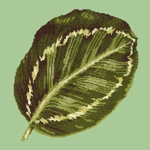 Calathea Leaf
