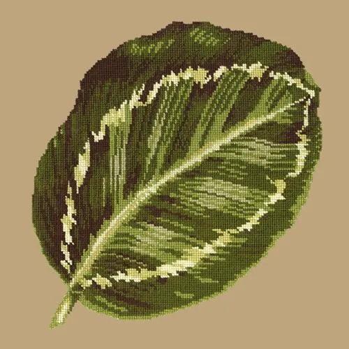 Calathea Leaf