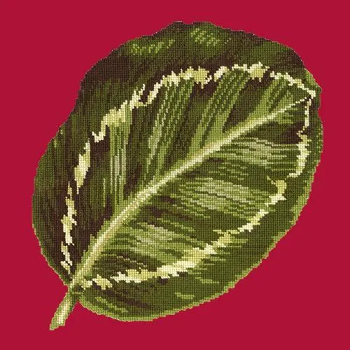 Calathea Leaf