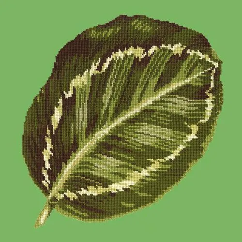 Calathea Leaf