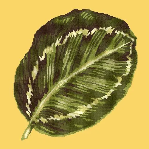 Calathea Leaf