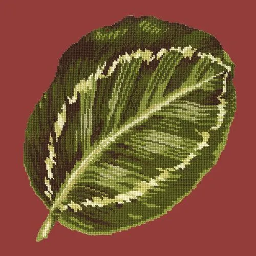 Calathea Leaf