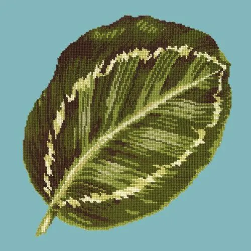 Calathea Leaf