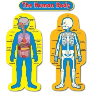 Child Size Human Body Bulletin Board Set